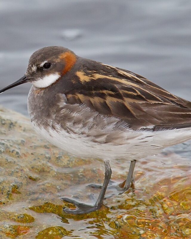 Red-Necked Phalarope