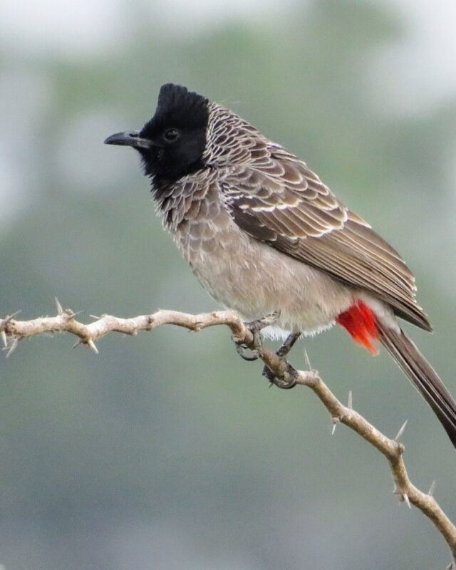 Red-Vented Bulbul
