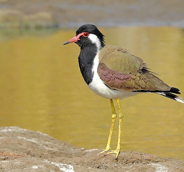 රත් තැලි කිරලා
