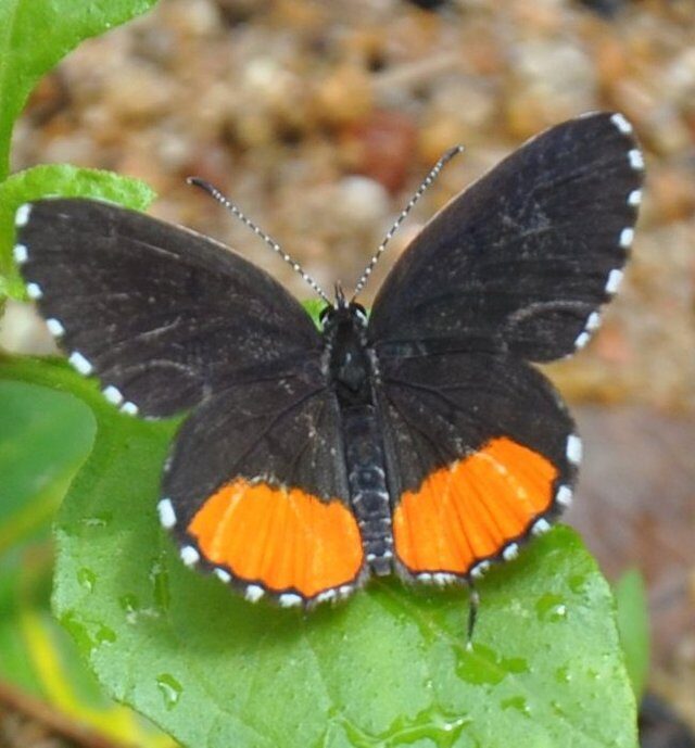Red Pierrot
