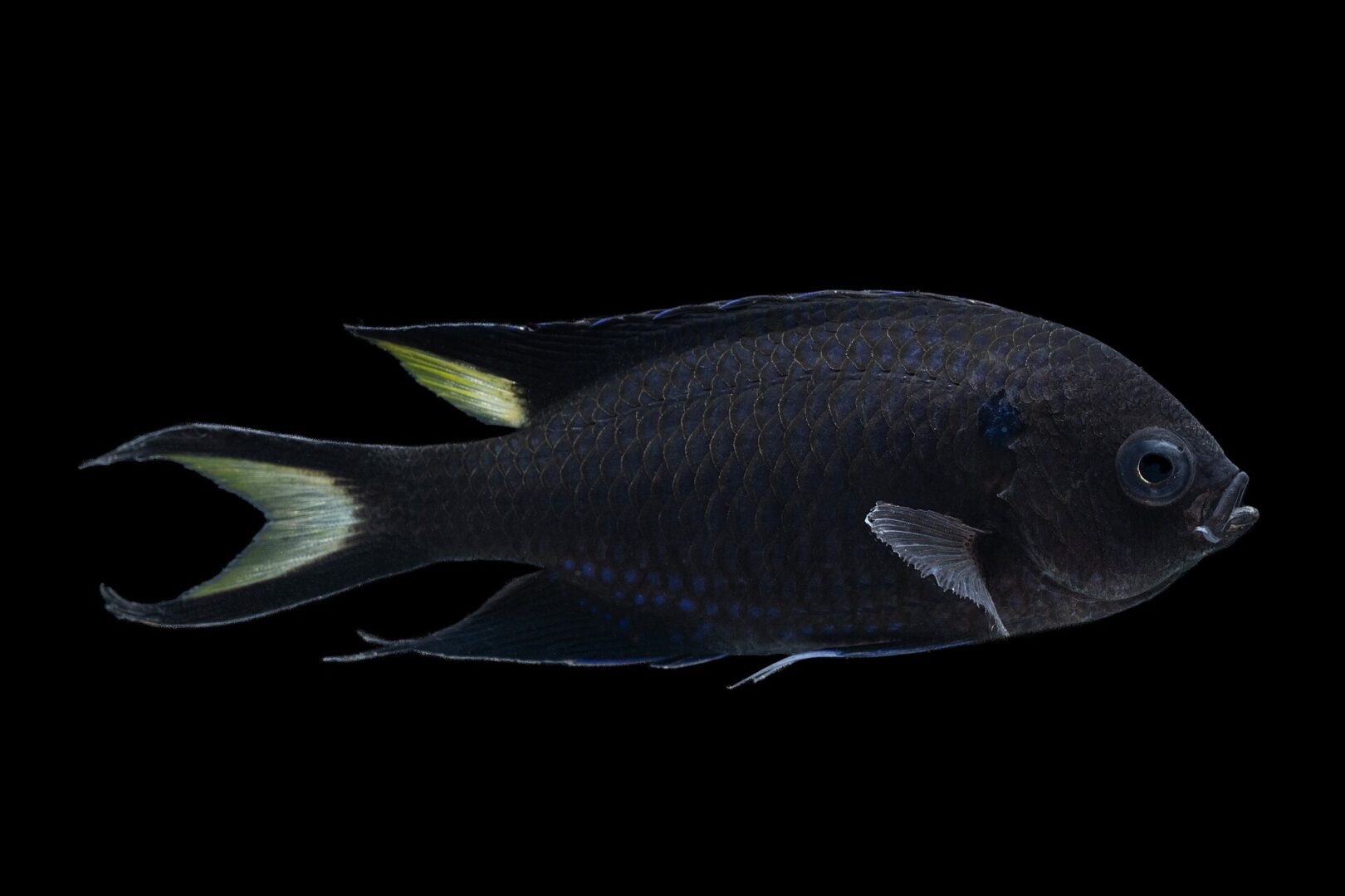 Regal Demoiselle