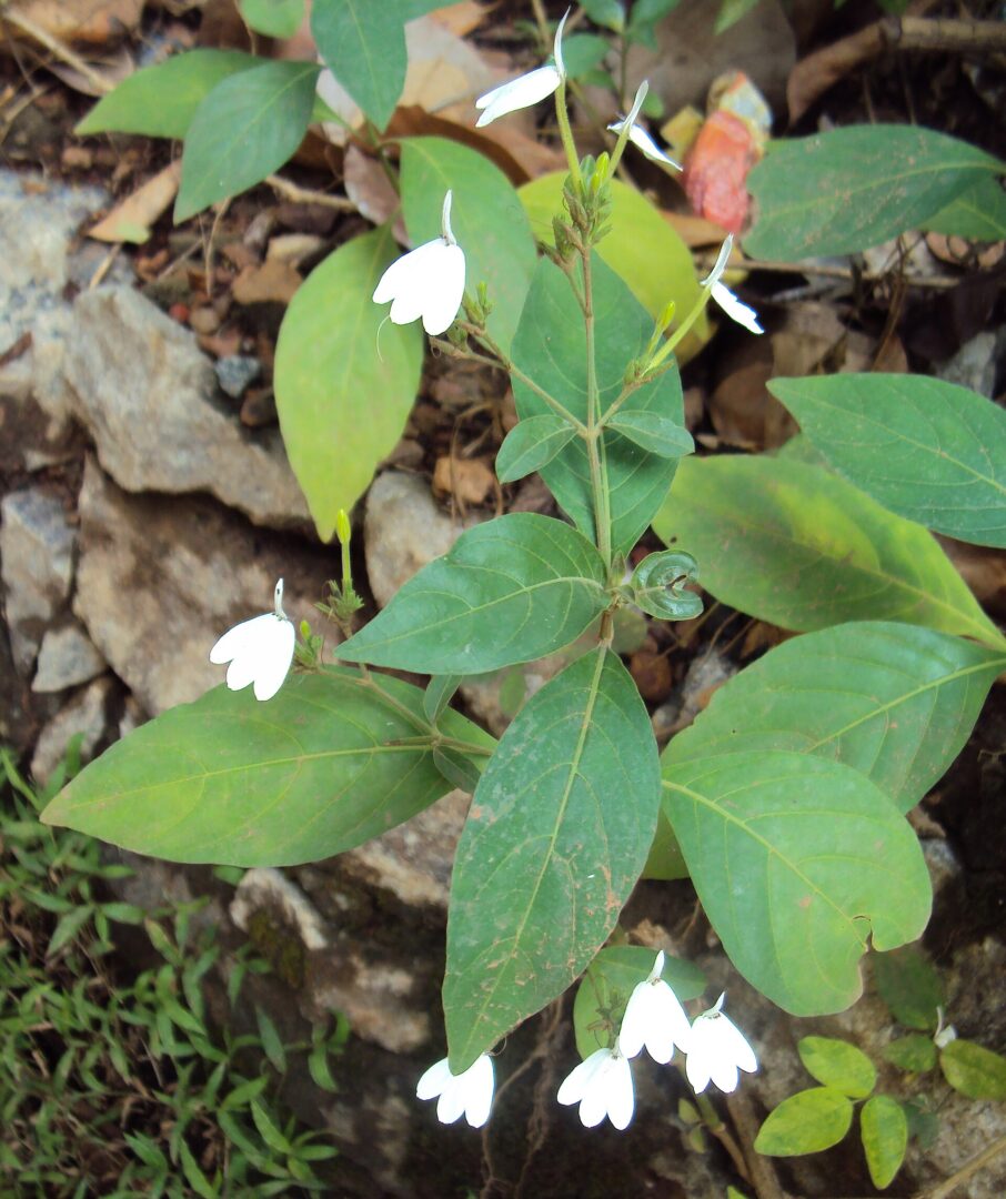 Snake Jasmine