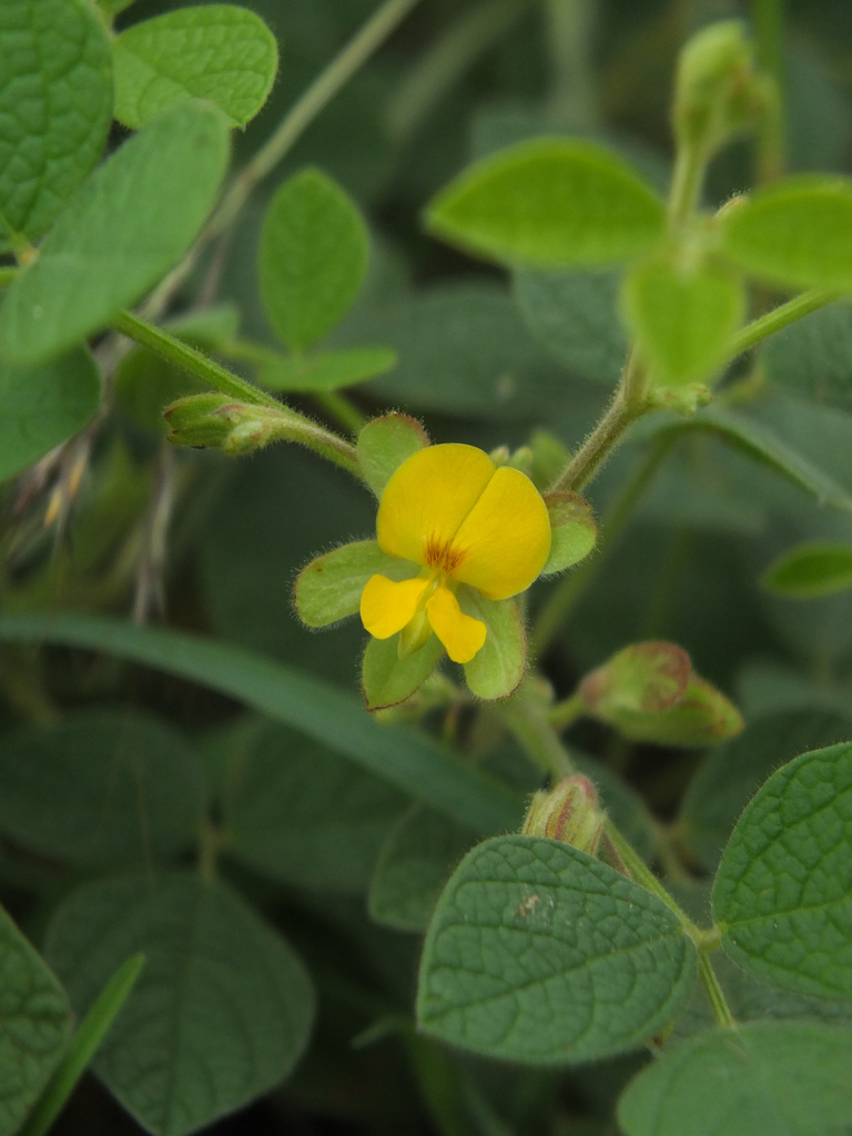 Rhynchosia rufescens
