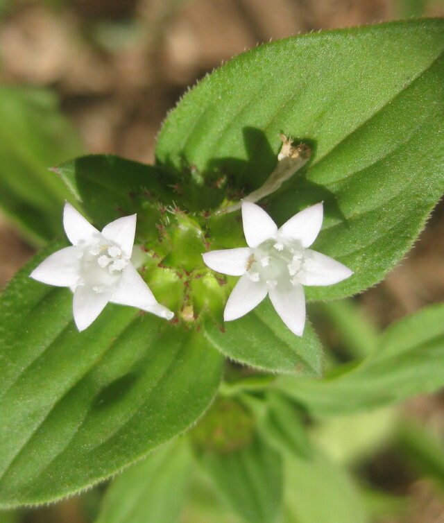 Tropical Mexican Clover