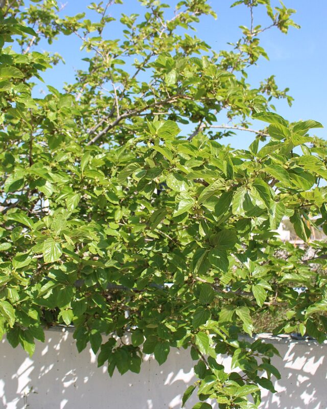 White Mulberry