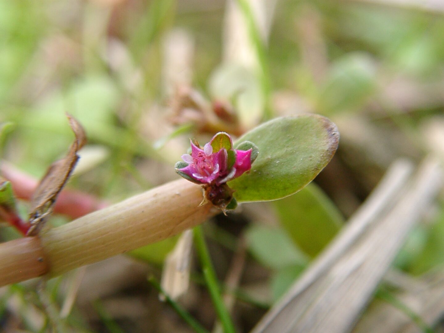 Indian Rotala