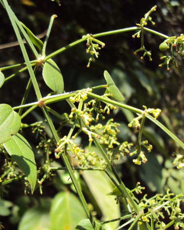 Indian Madder