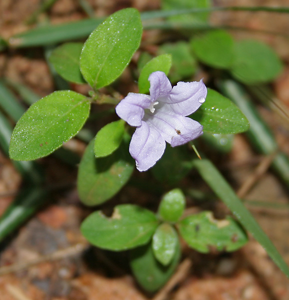 Prostrate Wild Petunia
