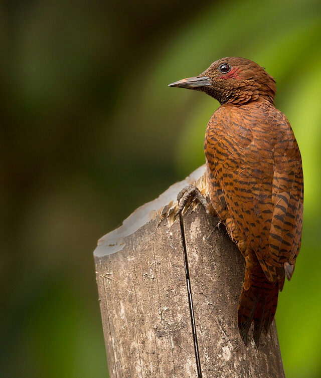 Rufous Woodpecker