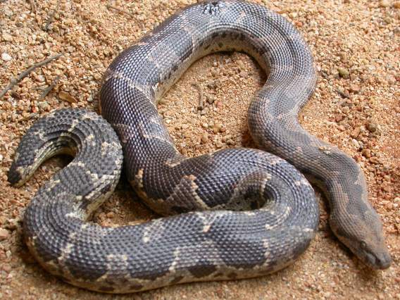 කොට පිඹුරා