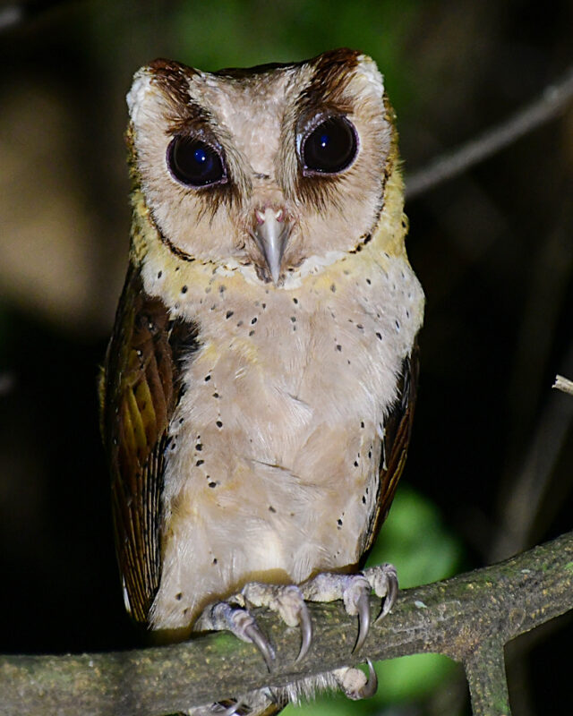 Sri Lanka Bay Owl