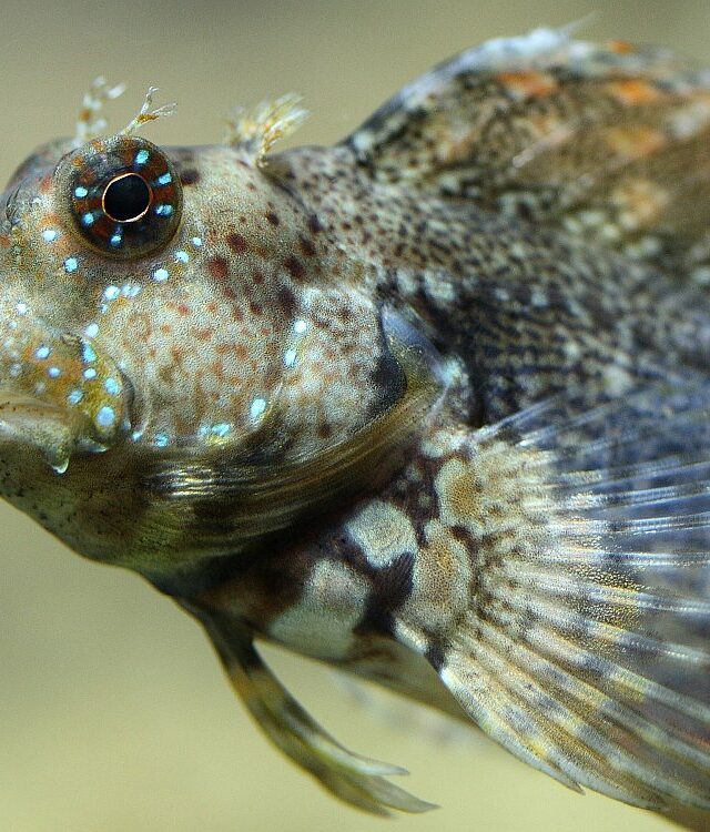 Jewelled Blenny