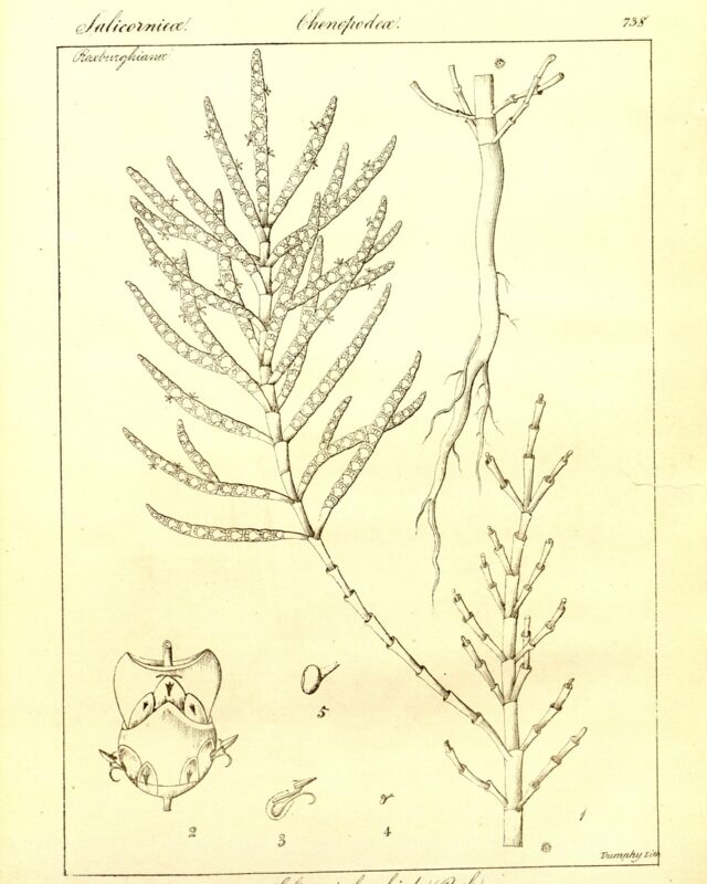 Salicornia brachiata