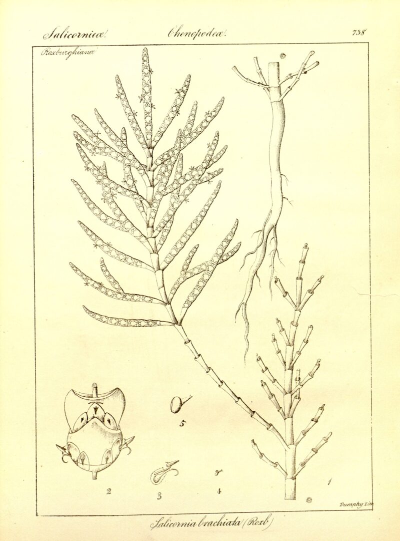 Salicornia brachiata