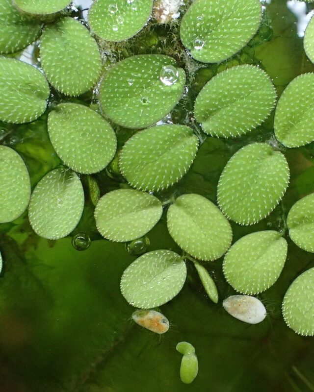 Water Spangles