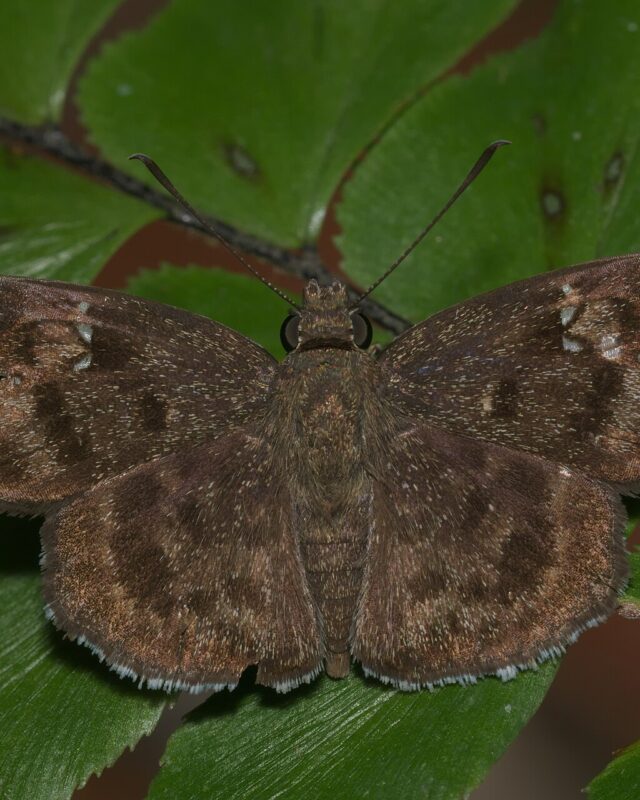 Common Small Flat