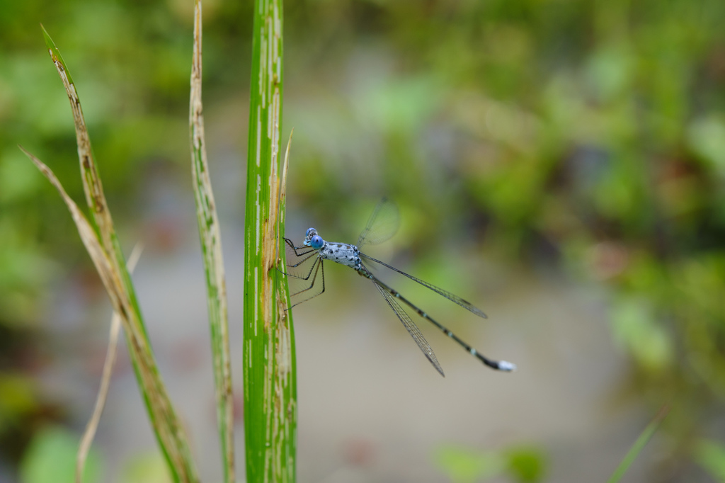 Scalloped Spreadwing