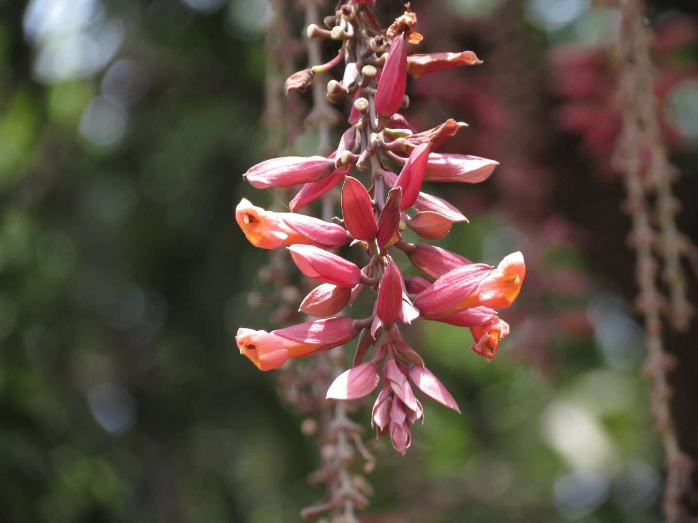 Scarlet Clock Vine