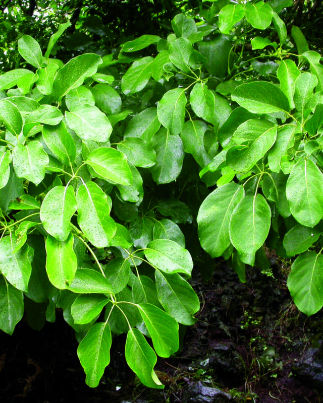 Heptapleurum stellatum