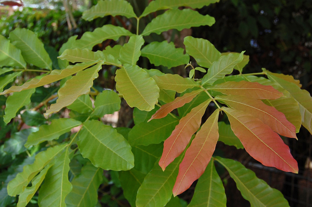 Ceylon Oak