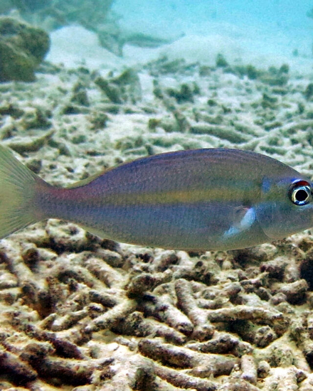 Yellowstripe Monocle Bream
