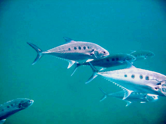 Giant Queenfish