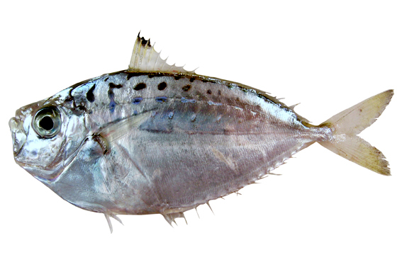 Pugnose Ponyfish