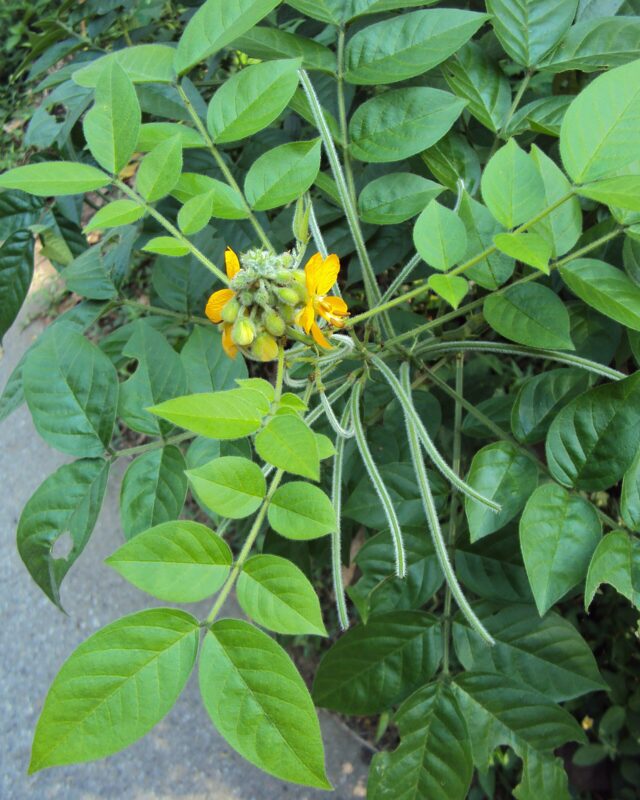 Hairy Senna