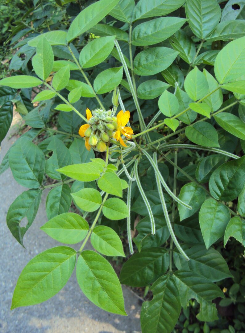 Hairy Senna