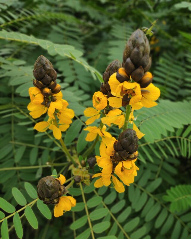 Peanut-Butter Cassia