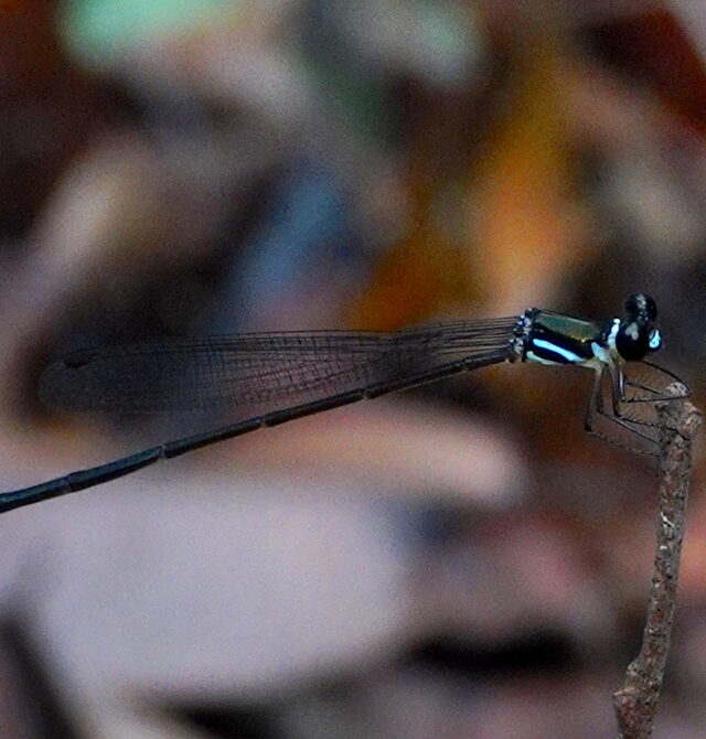 Serendib Forestdamsel