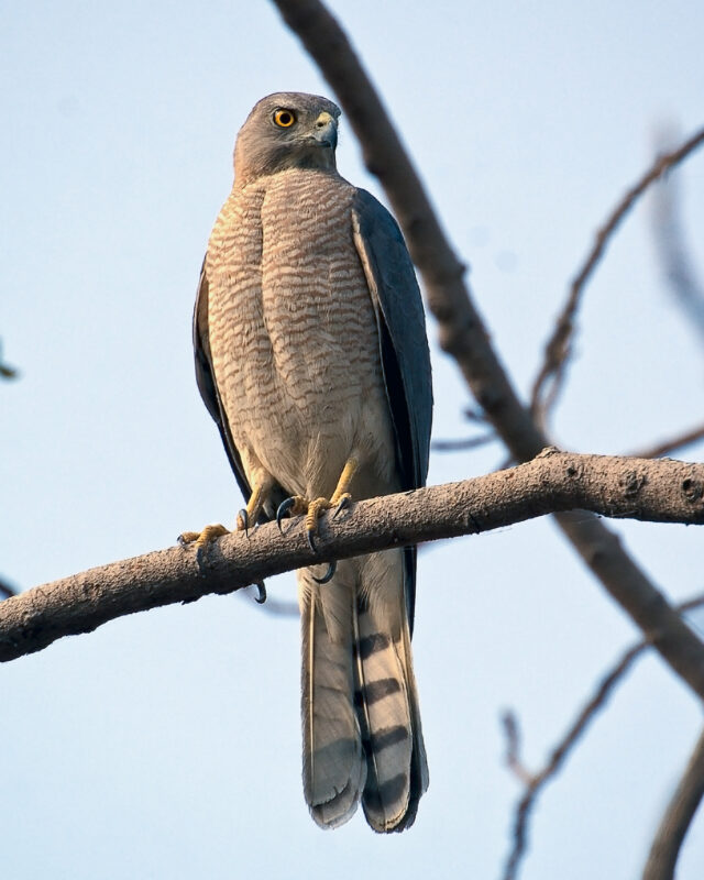 Shikra