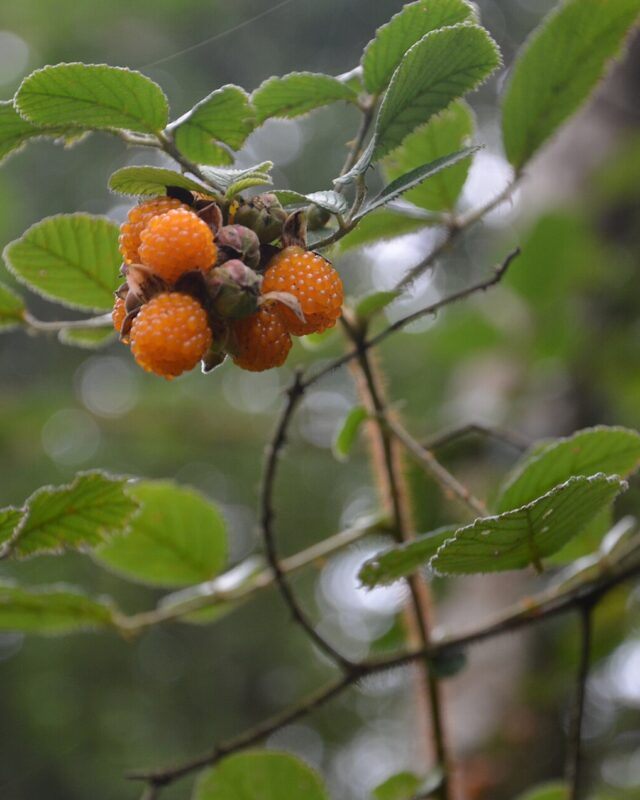 Yellow Himalayan Raspberry