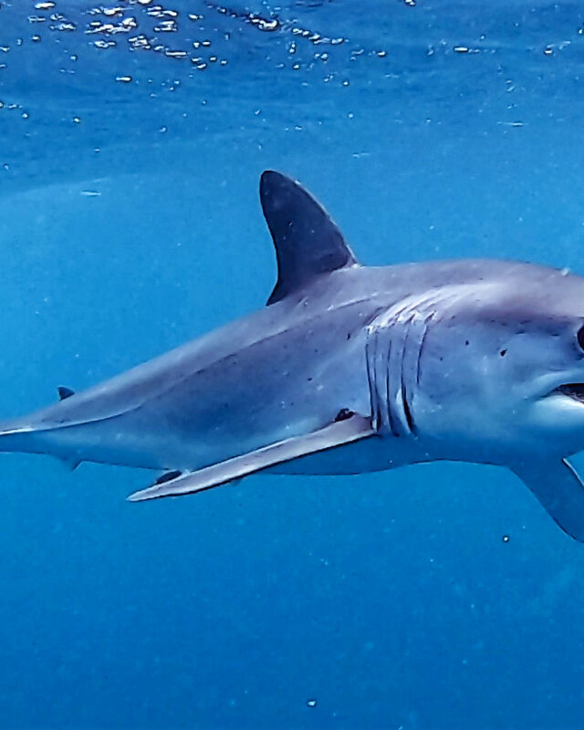 Shortfin Mako