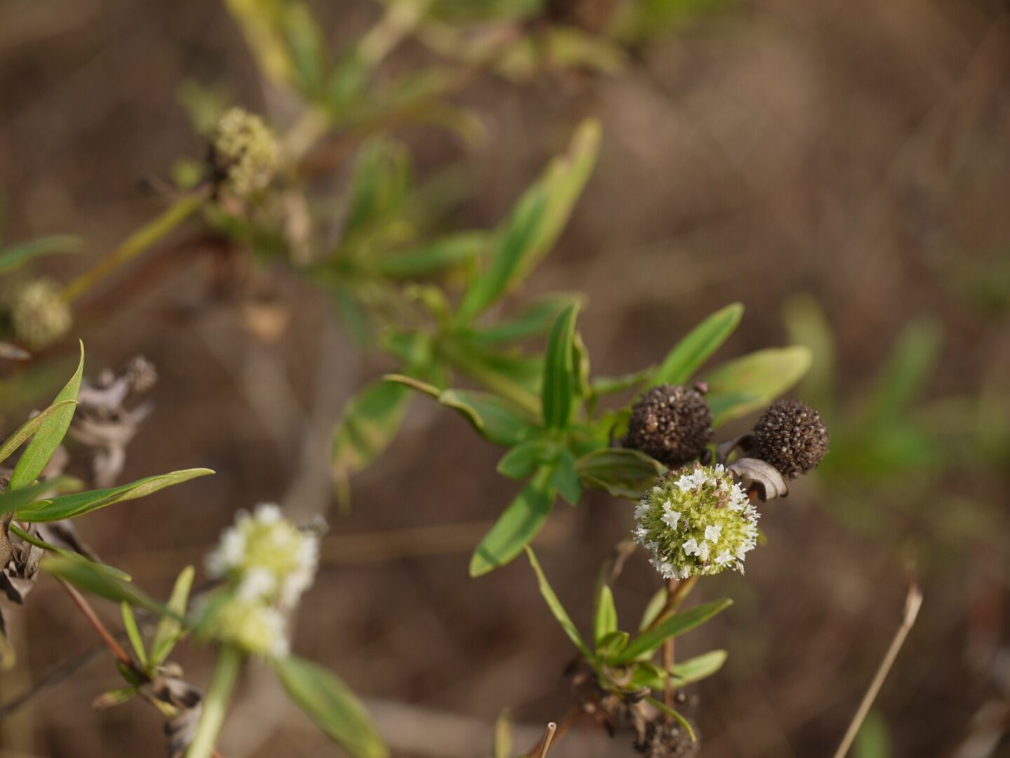 Shrubby False Buttonweed