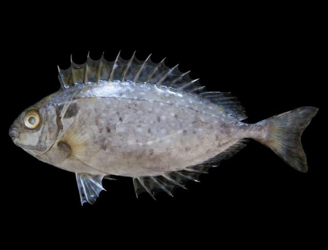 White-Spotted Rabbitfish