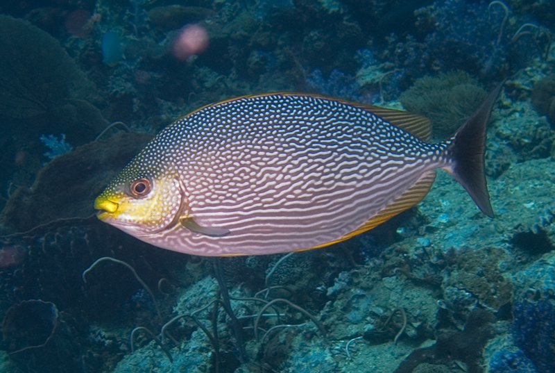 Java Rabbitfish