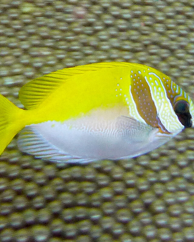 Doublebar Rabbitfish