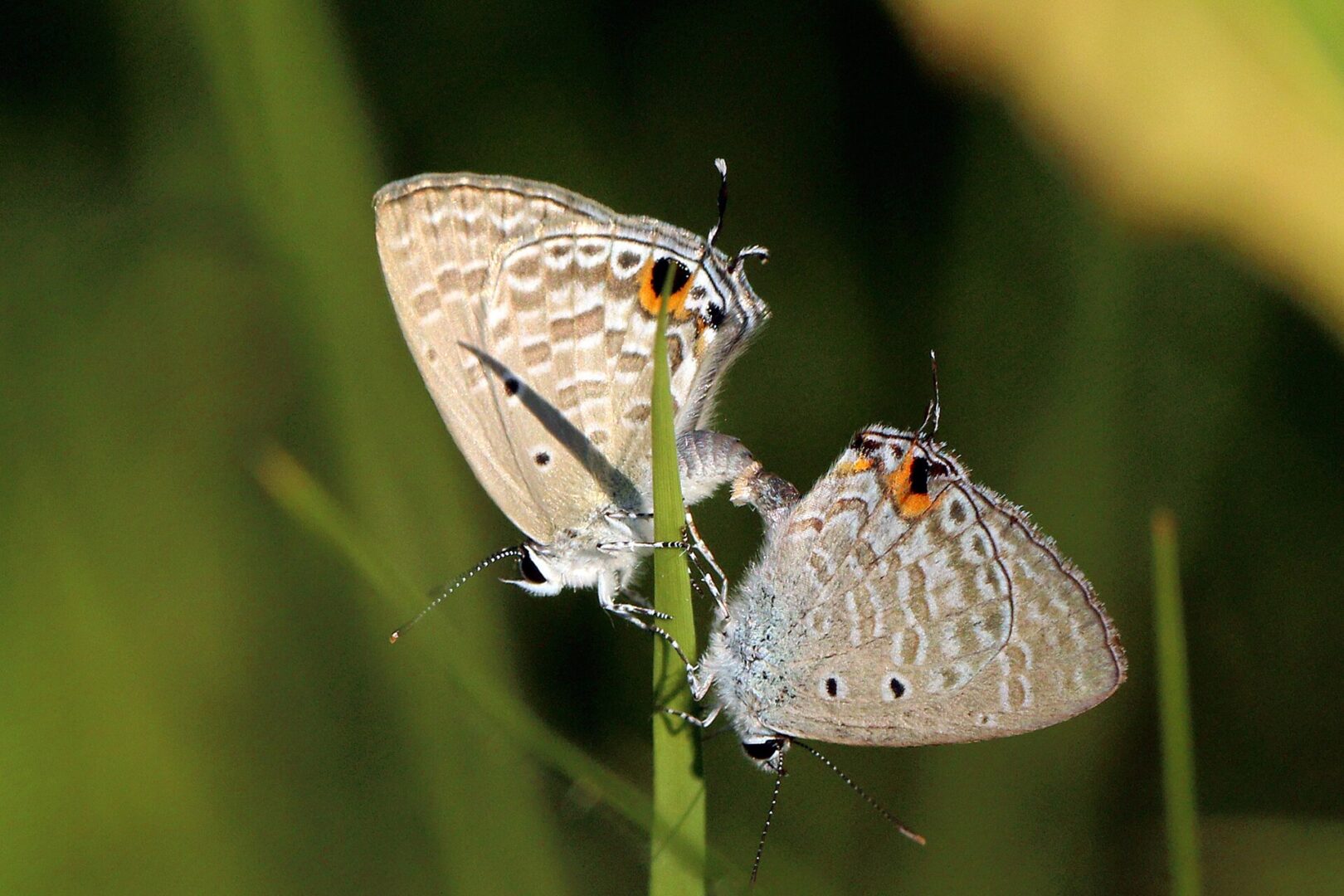 Silver Forget-Me-Not