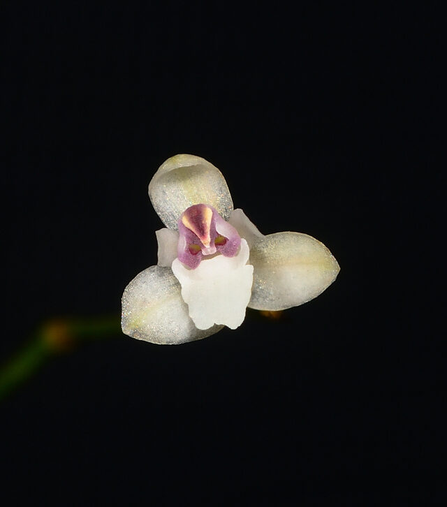 Sirhookera lanceolata
