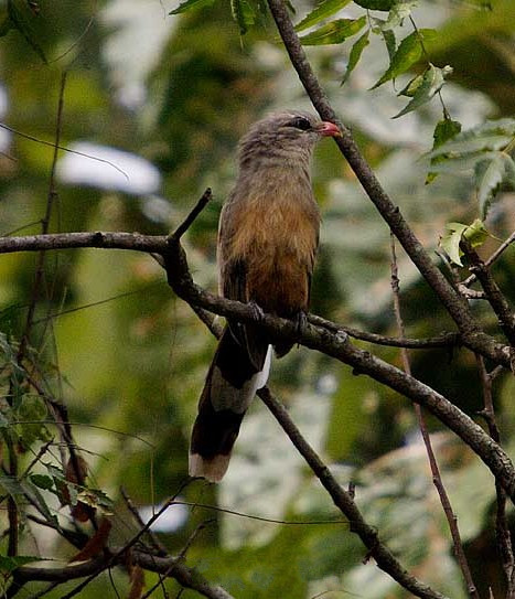 Sirkeer Malkoha