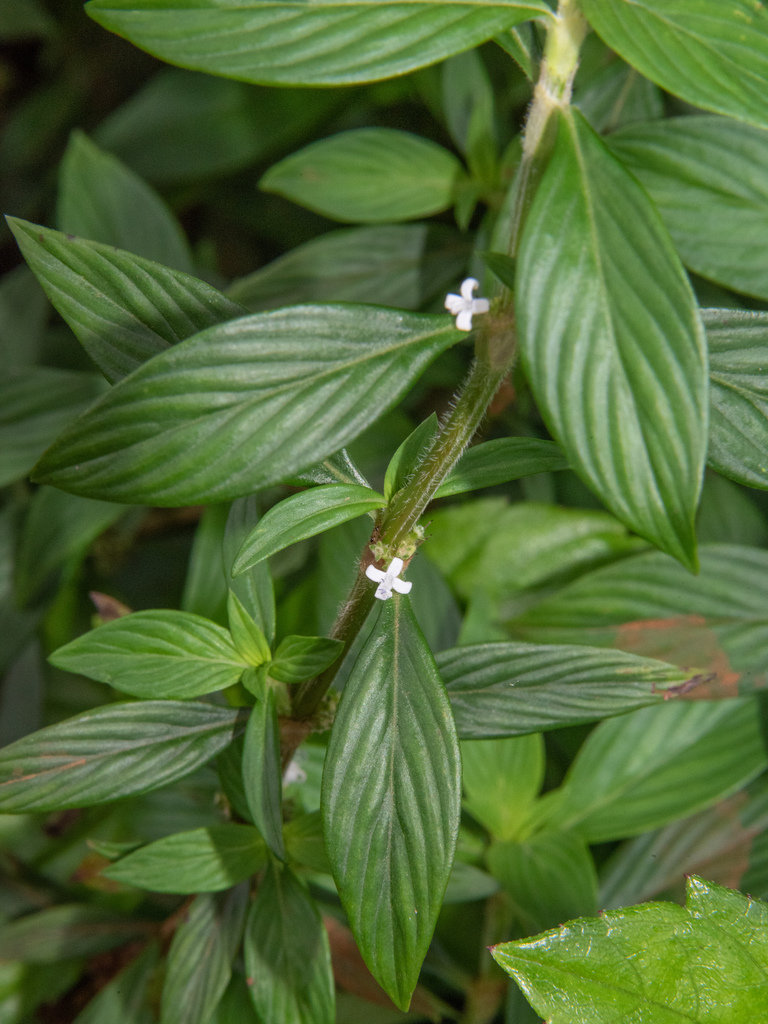 Slender Buttonweed