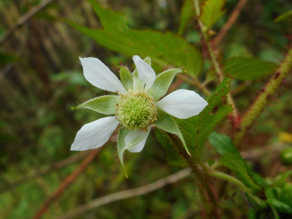 Sorbus-Leaf Yellow Raspberry