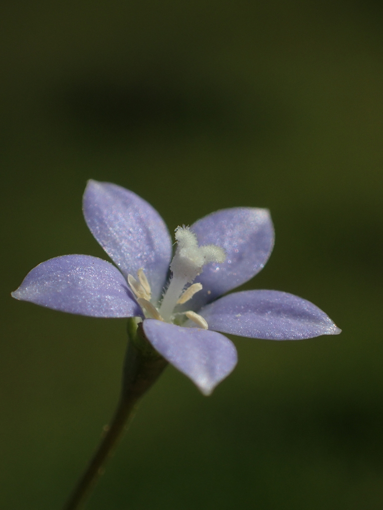 Southern Rockbell