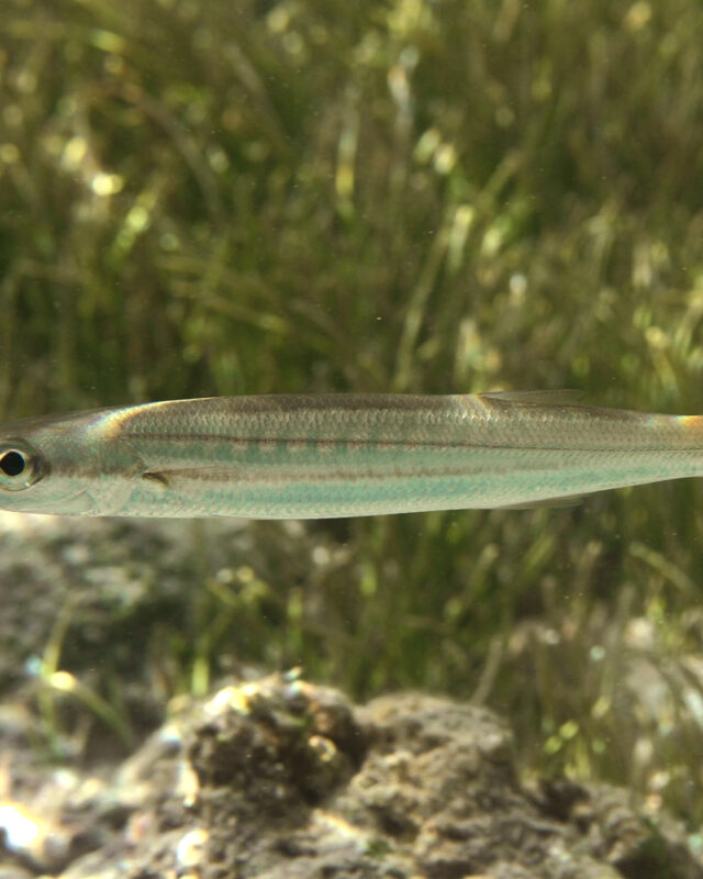 Striped Barracuda