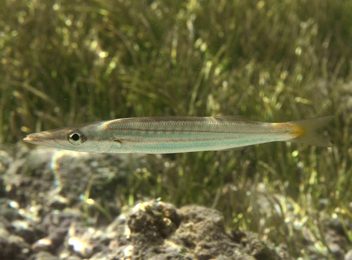 Striped Barracuda