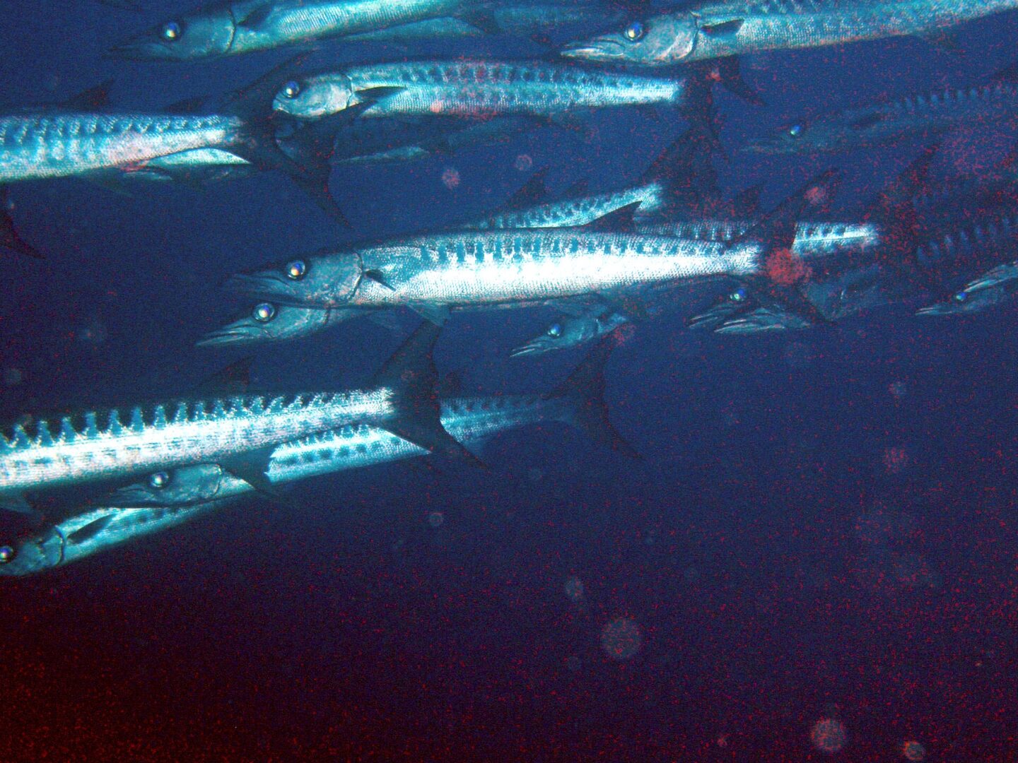 Military Barracuda