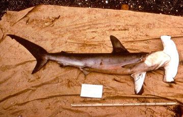 Smooth Hammerhead