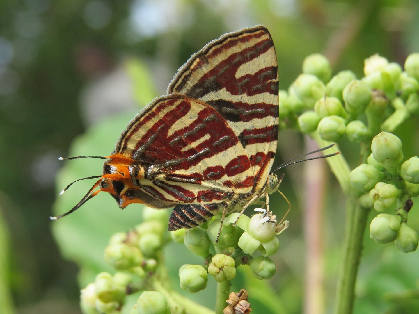 Long-Banded Silverline