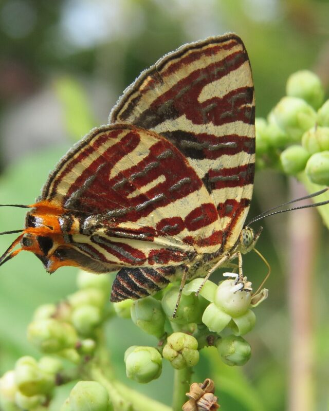 Long-Banded Silverline